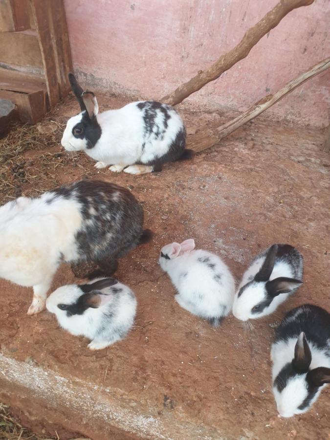 Ferme Bouhouch Apartment Oulad Yakoub Екстериор снимка
